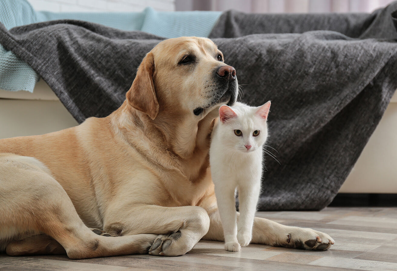 cat and dog together